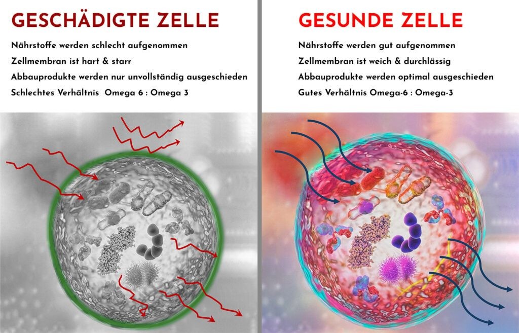 Gesunde und geschädigte Zelle